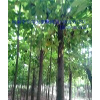 周口--復(fù)葉槭基地