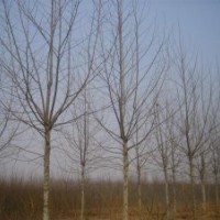 處理一批11公分法桐1-30公分法桐