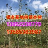 銀杏樹苗價格,興隆銀杏,18公分銀杏樹苗價格