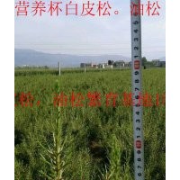 50營養(yǎng)杯白皮松價格，1米營養(yǎng)杯白皮松營養(yǎng)杯白皮松直銷