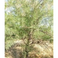 常年供應檉柳；規(guī)格小苗。叢生檉柳；大規(guī)格檉柳2-3-4-5-6--20