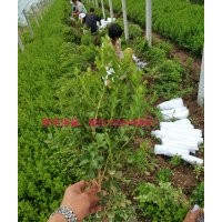 工廠綠化常用苗木種類衛(wèi)矛、瓜子黃楊、北海道、冬青