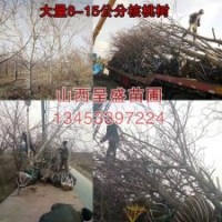 15公分核桃樹價(jià)格最新核桃樹報(bào)價(jià)單