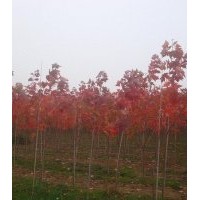 經(jīng)營美國紅楓系列品種