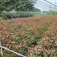 供應(yīng)大杯紅葉石楠_小杯紅葉石楠