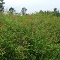 供應(yīng)南天竹_紅天竹