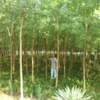 大量供應(yīng)國(guó)槐_速生國(guó)槐