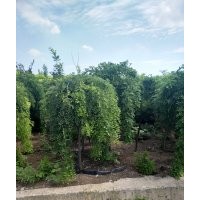 大量供應(yīng)龍爪槐_垂槐