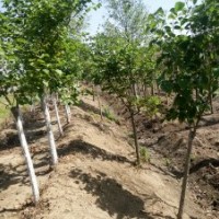 供應(yīng)紫丁香_丁香_叢生丁香_獨(dú)桿丁香