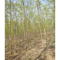 供應(yīng)竹柳_直柳基地