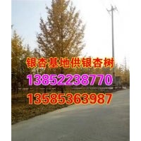 23公分銀杏樹|23公分銀杏|興隆銀杏(多圖)