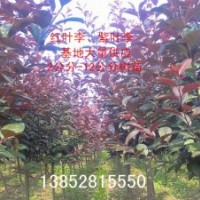 3公分紅葉李價(jià)格，3公分紫葉李價(jià)格