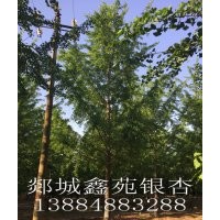 銀杏！銀杏樹！！櫻花！！