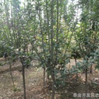 自家西府海棠出售西府海棠供應低價銷售西府海棠