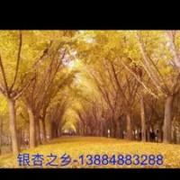 銀杏樹(shù)秋季震撼價(jià)