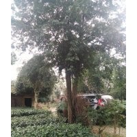 四川紅豆杉，雅安紅豆杉，紅豆杉基地