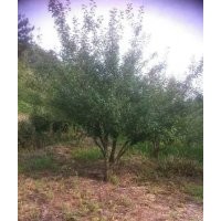 供應(yīng)紅梅及紅梅梅樁大規(guī)格出售