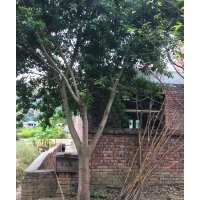 紅榕清場，低價出售