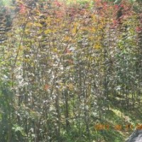 紅楓大小苗基地直銷