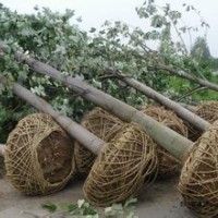 今年胸徑13公分馬褂木價(jià)格現(xiàn)在馬褂木價(jià)格