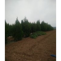 0.5-5.5米側(cè)柏大量供應(yīng)