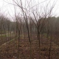 江蘇南京12公分白櫸價格江蘇南京16公分白櫸價格