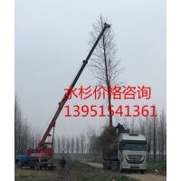 供應(yīng)18公分水杉 水杉價(jià)格