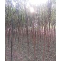 大量出售5到8公分老式國槐