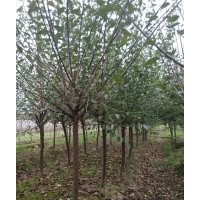 供羅漢松紅梅三角楓紅梅雞爪槭紅楓羽毛楓