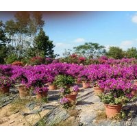 大量供應(yīng)三角梅、八月桂、大葉紫薇