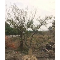 供雞爪槭紅楓紅梅羅漢松羽毛楓垂絲海棠大規(guī)格