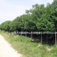 10公分大葉女貞 10公分大葉女貞17305112345