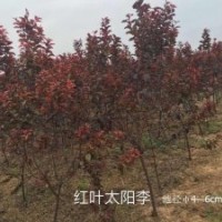 常年出售紅葉太陽李