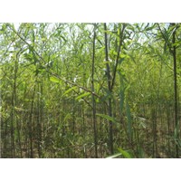 供應(yīng)垂柳 新疆楊 油松等