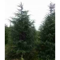 1-8米雪松1-20公分廣玉蘭白玉蘭