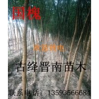 各種苗木 國槐