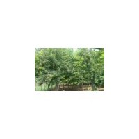 供應五角楓 南京五角楓 五角楓批發(fā)價格