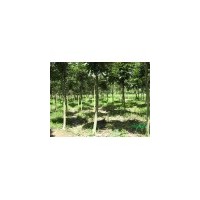 供應(yīng)杜仲 南京杜仲 杜仲批發(fā)價格 杜仲價格