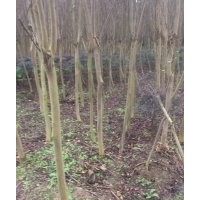 專供紫薇，叢生紫薇