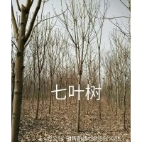 七葉樹8 9 10公分 河南鄢陵貨源