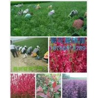 專供金葉絲棉木，海棠，國王楓，國槐苗，欒樹苗，臘梅苗