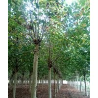大量供應(yīng)法桐,白蠟,櫸樹