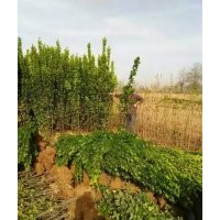 低價供應：冬青，大葉黃楊，北海道黃楊，豆瓣黃楊，各種球類