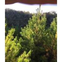 油松2.5米大量處理