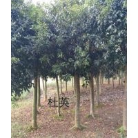 2-20公分桂花、香樟，2-15公分紫薇、杜英