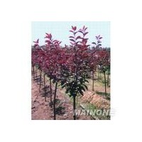 供應山桃樹 紫葉李13935946004