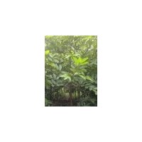 8、10、12、15、18天竺桂出售