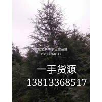 南京4米雪松價格