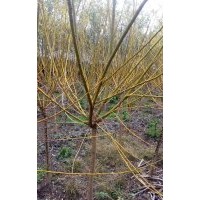 3至5公分美人梅，2至3公分美國紅楓，2公分五角楓小苗