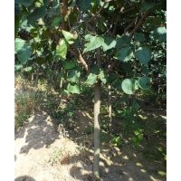 山東諸城供應(yīng)紫丁香工程苗